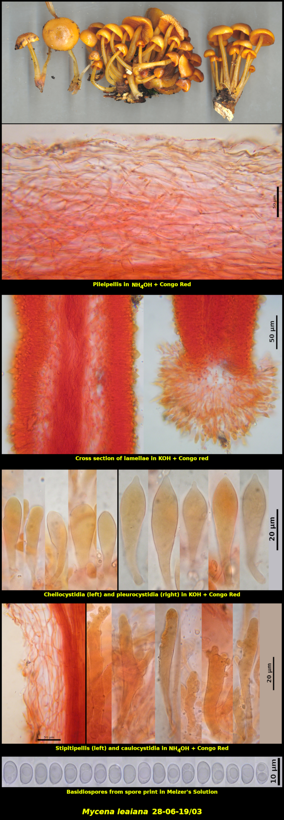 Picture of Mycena leaiana28-06-19]03